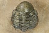 Exceptional Kolihapeltis Trilobite With Enrolled Reedops #243927-5